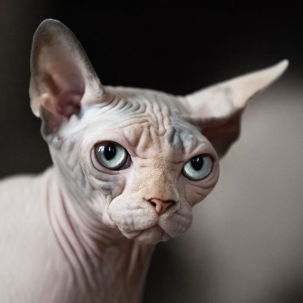 Sphynx cats are not bald